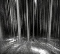 Moving Forest B&W by florin