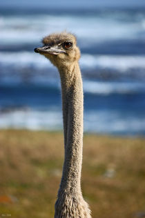 southafrica ... long neck by meleah