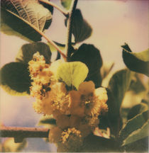 Kiwi Blossoming von Paul Lindeboom