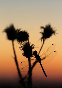 Dragonfly Sunset by Jukka Palm
