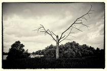 Der Baum ist tot by Alfred Derks