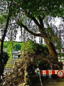 Passau Baum am Donauufer hc von badauarts