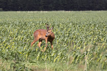 Rehbock im Feld - Roe buck in the field von ropo13