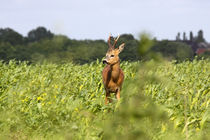 Rehbock im Feld - Roe buck in the field by ropo13