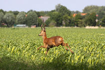 Rehbock im Feld - Roe buck in the field von ropo13