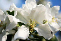 Blütentraum in Weiß von Heidrun Lutz