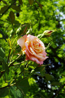 Kletterrosenblüte von lorenzo-fp
