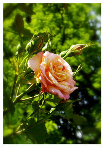 Kletterrosenblüte by lorenzo-fp