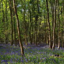 Birch Wood Bluebells by David Tinsley