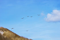 Flying over the dunes von AD DESIGN Photo + PhotoArt