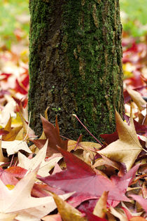 Autumn Tree Trunk And Leaves by moonbloom