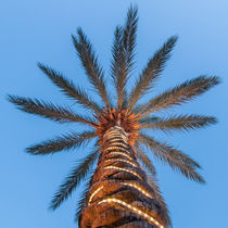 Single Palm Tree by digidreamgrafix