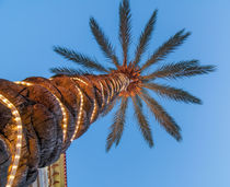 palm tree with lights by digidreamgrafix