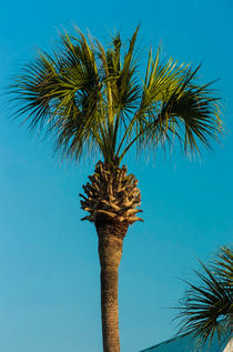 Single Palm Tree von digidreamgrafix