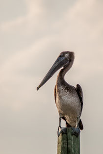 brown pelican von digidreamgrafix