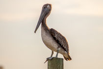 brown pelican by digidreamgrafix