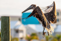brown pelican by digidreamgrafix