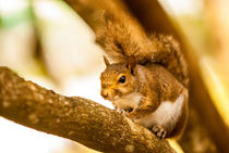 squirrel close up by digidreamgrafix