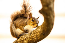 squirrel close up by digidreamgrafix