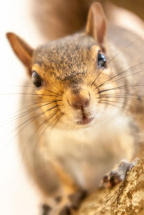 squirrel close up von digidreamgrafix
