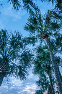 palm trees by digidreamgrafix