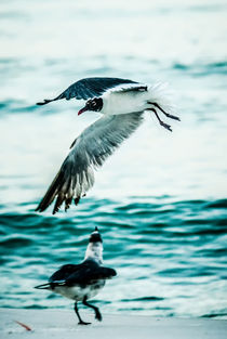 seagulls von digidreamgrafix