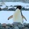 O-firefluxstudios-adelie-penguin-antarctica