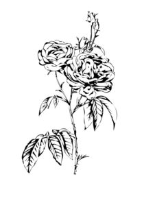 Rose flower drawing von Rafal Kulik