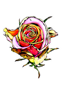 Rose flower drawing by Rafal Kulik