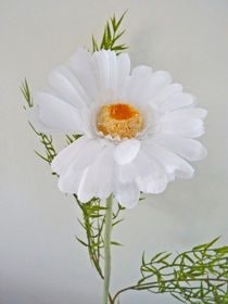 Eine weiße Gerbera Blüte  von Eva-Maria Di Bella