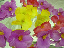 Farbenfrohe bunte Primelblüten Seidenblumen by Eva-Maria Di Bella
