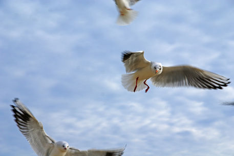 Usedom-seagulls
