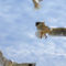 Usedom-seagulls