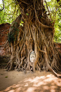 Famous Buddha head in Ayutthaya. by Tom Hanslien