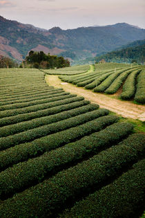 Mae Salong Tea Plantations by Tom Hanslien