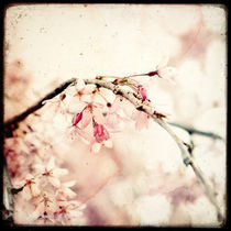 Sakura by Marc Loret