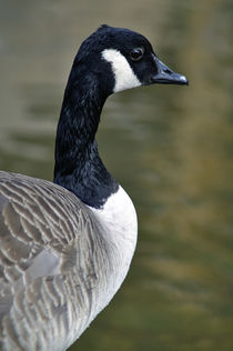Canada Goose Portrait von Rod Johnson