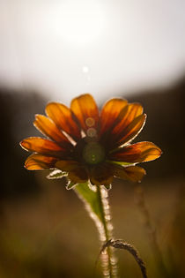 Flower in the Sun by lensmoment