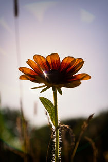 Flower by lensmoment