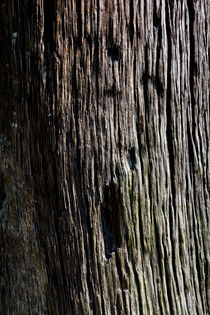 1000 Year Old Wood von David Pyatt