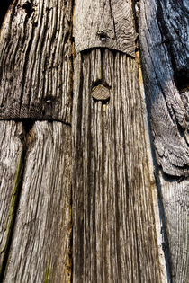 Ancient Timber by David Pyatt