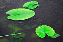 Baby Fish Swimming Around the Lily Pads by Rod Johnson