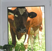Kuh vor dem Fenster - Cow in front of my window von Eva-Maria Di Bella