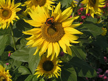 Schmetterling "Kleiner Fuchs" auf Sonnenblume - Butterfly on Sunflower von Eva-Maria Di Bella
