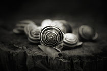 A Snail's World by Trish Mistric