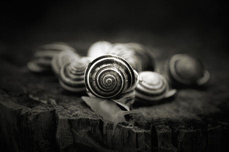 Snails-world