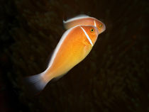 Halsbandanemonenfische by Peter Bublitz