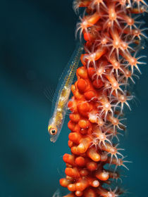 Korallengoby by Peter Bublitz
