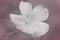 Weiße Blume von Bastian  Kienitz