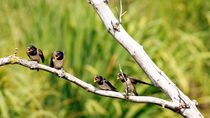 very hungry little barn-swallows - Sehr hungrige kleine Rauchschwalben by mateart